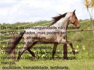 Os riscos da consanguinidade não podem
ser 100% evitados, mas podem ser
minimizados, através de
um programa de acasalamento
zootecnicamente analisado.
O mérito genético dos ancestrais deve ser
considerado como um todo – morfologia,
marcha,
 docilidade, treinabilidade, fertilidade.
 