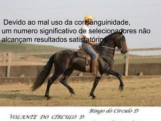 Devido ao mal uso da consanguinidade,
um numero significativo de selecionadores não
alcançam resultados satisfatórios.
 