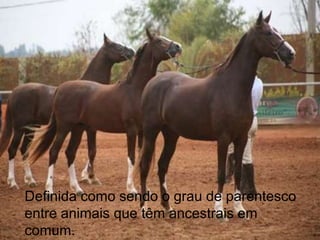 Definida como sendo o grau de parentesco
entre animais que têm ancestrais em
comum.
 