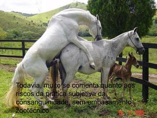 Todavia, muito se comenta quanto aos
riscos da prática subjetiva da
consanguinidade, sem embasamento
zootécnico.
 