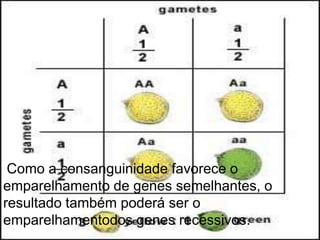 Como a consanguinidade favorece o
emparelhamento de genes semelhantes, o
resultado também poderá ser o
emparelhamentodos genes recessivos.
 