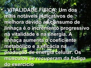 • - VITALIDADE FÍSICA: Um dos
  mais notáveis indicativos de
  melhora devido ao consumo de
  linhaça é o incremento progressivo
  na vitalidade e na energia. A
  linhaça aumenta o coeficiente
  metabólico e a eficácia na
  produção de energia celular. Os
  músculos se recuperam da fadiga
  do exercício
 