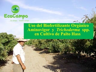 Tu campo... nuestro campo
Uso del Biofertilizante Orgánico
Aminovigor y Trichoderma spp.
en Cultivo de Palto Hass
 