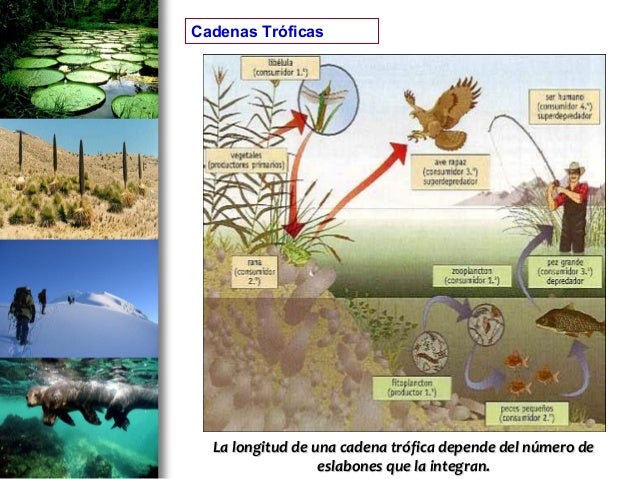 cadena trofica bosque boreal uso de las tics ecosistemas cadena trofica ciclo cadena trofica bosque boreal uso de las tics ecosistemas cadena trofica ciclo