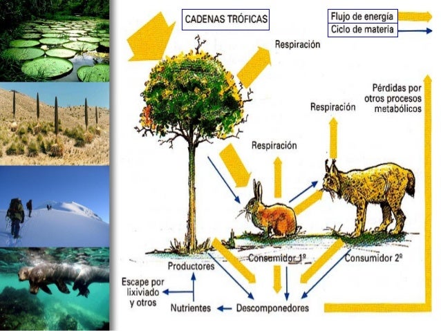 cadena trofica bosque boreal uso de las tics ecosistemas cadena trofica ciclo cadena trofica bosque boreal uso de las tics ecosistemas cadena trofica ciclo