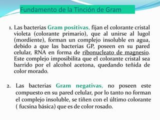 Fundamento de la Tinción de Gram<br />1. Las bacterias Gram positivas, fijan el colorante cristal violeta (colorante prima...