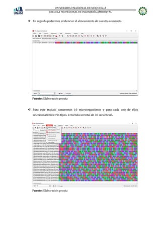 UNIVERSIDAD NACIONAL DE MOQUEGUA
ESCUELA PROFESIONAL DE INGENIERÍA AMBIENTAL
❖ En seguida podremos evidenciar el alineamiento de nuestra secuencia
❖ Para este trabajo tomaremos 10 microorganismos y para cada uno de ellos
seleccionaremos tres tipos. Teniendo un total de 30 secuencias.
Fuente: Elaboración propia
Fuente: Elaboración propia
 
