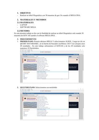 1. OBJETIVO
- Realizar un árbol filogenético con 30 muestras de gen 16s usando el MEGA DNA
2. MATERIALES Y METODOS
2.1.MATERIALES
- LAPTOP
- SOFTWARE MEGA
2.2.METODO:
En este presente trabajo se dio con la finalidad de realizar un árbol filogenético solo usando 30
muestras de GEN 16S usando el software MEGA DNA.
3. PROCEDIMIENTO
1. PRIMER PASO: Primero abrimos MEGA Y seleccionamos ALIGN , Luego un clic en
QUERY DATABANKS , en la barrita de buscador escribimos 16S Y nos arrojara unos
20 resultados . En este trabajo utilizaremos el GEN16S y de los 20 resultados solo
usaremos 10 Nucleótidos.
2. SEGUNDO PASO: Seleccionamos un nucleótido
 