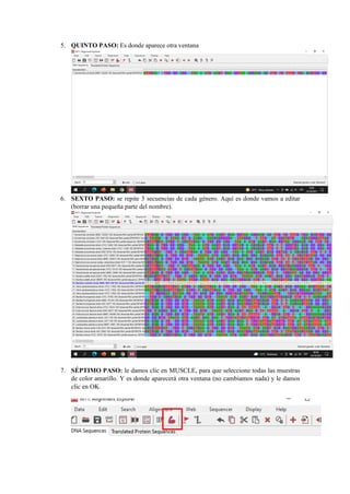 5. QUINTO PASO: Es donde aparece otra ventana
6. SEXTO PASO: se repite 3 secuencias de cada género. Aquí es donde vamos a editar
(borrar una pequeña parte del nombre).
7. SÉPTIMO PASO: le damos clic en MUSCLE, para que seleccione todas las muestras
de color amarillo. Y es donde aparecerá otra ventana (no cambiamos nada) y le damos
clic en OK.
 