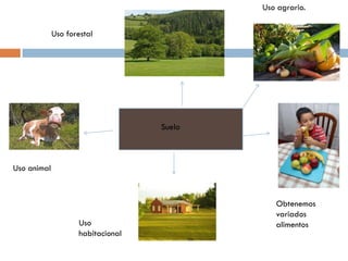 Uso agrario.
Uso forestal
Suelo
Uso animal
Obtenemos
variados
Uso alimentos
habitacional