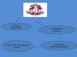 Glándulas Suprarrenales TerminacionesNerviosas El precursor de todos ellos es la Tirosina Se consideran NEUROTRANSMISORES 
