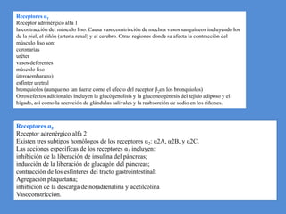 Receptores α1Receptor adrenérgico alfa 1la contracción del músculo liso. Causa vasoconstricción de muchos vasos sanguíneos incluyendo los de la piel, el riñón (arteria renal) y el cerebro. Otras regiones donde se afecta la contracción del músculo liso son:coronarias uréter vasos deferentesmúsculo liso útero(embarazo) esfínter uretral bronquiolos (aunque no tan fuerte como el efecto del receptor β2en los bronquiolos) Otros efectos adicionales incluyen la glucógenolisisy la gluconeogénesis del tejido adiposo y el hígado, así como la secreción de glándulas salivales y la reabsorción de sodio en los riñones. Receptores α2Receptor adrenérgico alfa 2Existen tres subtipos homólogos de los receptores α2: α2A, α2Β, y α2C.Las acciones específicas de los receptores α2 incluyen:inhibición de la liberación de insulinadel páncreas; inducción de la liberación de glucagón del páncreas; contracción de los esfínteresdel tracto gastrointestinal:Agregación plaquetaria; inhibición de la descarga de noradrenalinay acetilcolinaVasoconstricción. 