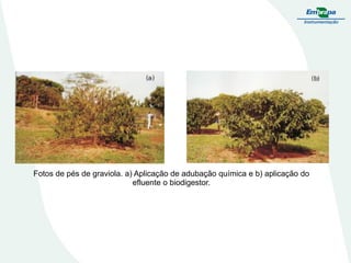 Fotos de pés de graviola. a) Aplicação de adubação química e b) aplicação do
efluente o biodigestor.

 