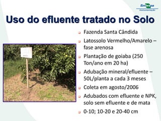 Uso do efluente tratado no Solo












Fazenda Santa Cândida
Latossolo Vermelho/Amarelo –
fase arenosa
Plantação de goiaba (250
Ton/ano em 20 ha)
Adubação mineral/efluente –
50L/planta a cada 3 meses
Coleta em agosto/2006
Adubados com efluente e NPK,
solo sem efluente e de mata
0-10; 10-20 e 20-40 cm

 