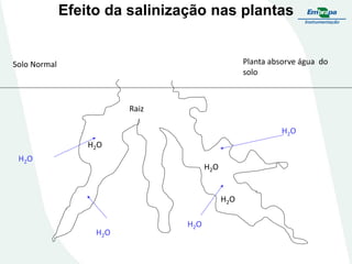 Efeito da salinização nas plantas

Planta absorve água do
solo

Solo Normal

Raiz

H2 O
H2O
H2O

H2O

H2 O

H2 O

H2O

 
