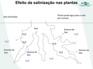 Efeito da salinização nas plantas
Planta perde água para o solo
por osmose

Solo Sanilizado

Raiz

Excesso de
Sais

H2 O
H2O

Excesso de
Sais

H2O

H2 O

H2O

Excesso de
Sais
H2 O

H2O
H2O

Excesso de
Sais

 