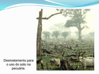 Desmatamento para o uso do solo na pecuária. 