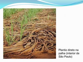 Plantio direto na palha (interior de São Paulo)