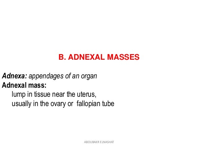 View Adnexal Region Of Uterus Gif