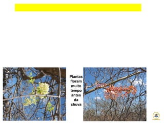 Plantas
floram
muito
tempo
antes
da
chuva
 