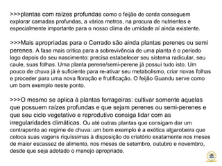 >>>plantas com raízes profundas como o feijão de corda conseguem
explorar camadas profundas, a vários metros, na procura de nutrientes e
especialmente importante para o nosso clima de umidade aí ainda existente.
>>>Mais apropriadas para o Cerrado são ainda plantas perenes ou semi
perenes. A fase mais critica para a sobrevivência de uma planta é o período
logo depois do seu nascimento: precisa estabelecer seu sistema radicular, seu
caule, suas folhas. Uma planta perene/semi-perene já possui tudo isto. Um
pouco de chuva já é suficiente para re-ativar seu metabolismo, criar novas folhas
e proceder para uma nova floração e frutificação. O feijão Guandu serve como
um bom exemplo neste ponto.
>>>O mesmo se aplica à plantas forrageiras: cultivar somente aquelas
que possuem raízes profundas e que sejam perenes ou semi-perenes e
que seu ciclo vegetativo e reprodutivo consiga lidar com as
irregularidades climáticas. Ou até outras plantas que consigam dar um
contraponto ao regime de chuva: um bom exemplo é a exótica algarobeira que
coloca suas vagens riquíssimas à disposição do criatório exatamente nos meses
de maior escassez de alimento, nos meses de setembro, outubro e novembro,
desde que seja adotado o manejo apropriado.
 