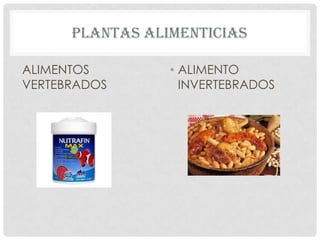 PLANTAS ALIMENTICIAS

ALIMENTOS        • ALIMENTO
VERTEBRADOS        INVERTEBRADOS
 