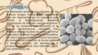 Se denomina levadura a cualquiera de los
diversos hongos microscópicos unicelulares
que son importantes por su capacidad para
realizar la descomposición mediante
fermentación de diversos cuerpos orgánicos,
una de las levaduras más conocidas es la
especie Saccharomyces cerevisiae. Esta
levadura tiene la facultad de crecer en forma
anaerobia realizando fermentación alcohólica.
Por esta razón se emplea en muchos procesos
de fermentación industrial, de forma similar a
la levadura química, por ejemplo en la
producción de cerveza, vino, hidromiel, aguol,
pan, antibióticos, etc.
 