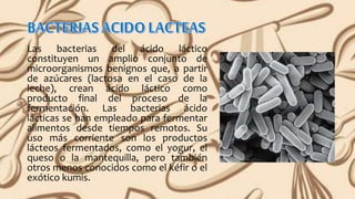 Las bacterias del ácido láctico
constituyen un amplio conjunto de
microorganismos benignos que, a partir
de azúcares (lactosa en el caso de la
leche), crean ácido láctico como
producto final del proceso de la
fermentación. Las bacterias ácido
lácticas se han empleado para fermentar
alimentos desde tiempos remotos. Su
uso más corriente son los productos
lácteos fermentados, como el yogur, el
queso o la mantequilla, pero también
otros menos conocidos como el kéfir o el
exótico kumis.
 