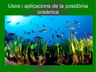 Usos i aplicacions de la posidònia oceànica 