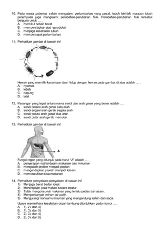 10. Pada masa pubertas selain mengalami pertumbuhan yang pesat, tubuh laki-laki maupun tubuh
perempuan juga mengalami perubahan-perubahan fisik. Perubahan-perubahan fisik tersebut
berguna untuk … .
A. memikul beban berat
B. mempersiapkan alat reproduksi
C. menjaga kesehatan tubuh
D. mempercepat pertumbuhan
11. Perhatikan gambar di bawah ini!
Hewan yang memiliki kesamaan daur hidup dengan hewan pada gambar di atas adalah ... .
A. nyamuk
B. lebah
C. capung
D. lalat
12. Pasangan yang tepat antara nama sendi dan arah gerak yang benar adalah ... .
A. sendi pelana arah gerak satu arah
B. sendi engsel arah gerak segala arah
C. sendi peluru arah gerak dua arah
D. sendi putar arah gerak memutar
13. Perhatikan gambar di bawah ini!
Fungsi organ yang ditunjuk pada huruf “A” adalah ... .
A. penyerapan nutrisi dalam makanan dan minuman
B. mengubah protein menjadi pepton
C. mengendapkan protein menjadi kasein
D. membusukkan sisa makanan
14. Perhatikan pernyataan-pernyataan di bawah ini!
1) Menjaga berat badan ideal.
2) Menerapkan pola makan secara teratur.
3) Tidak mengonsumsi makanan yang terlalu pedas dan asam.
4) Memperbanyak minum air putih.
5) Mengurangi konsumsi miuman yang mengandung kafein dan soda.
Upaya memelihara kesehatan organ lambung ditunjukkan pada nomor ... .
A. 1), 2), dan 4)
B. 1), 3), dan 5)
C. 2), 3), dan 4)
D. 2), 3), dan 5)
A
 