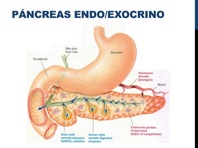 US PÁNCREAS Descripcion, anatomia parologiapptx | PPT