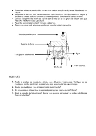 • Preencher o tubo de ensaio até a boca com a mesma solução ou água que foi colocada no
béquer;
• Tampando a boca do tubo de ensaio com o dedo indicador, colocá-lo dentro do béquer e
encaixá-lo à haste do funil, tomando o cuidado para não formar bolhas dentro do tubo.
• Colocar o experimento dentro do suporte com o filtro que o seu grupo irá utilizar, para que
não sofra interferência da luz natural.
• Aguardar aproximadamente 20 minutos e observar.
• Descrever o que você acha que acontecerá nos diferentes tratamentos.
QUESTÕES
1. Anote e analise os resultados obtidos nos diferentes tratamentos. Verifique se os
resultados obtidos confirmam os esperados logo após montar os experimentos.
2. Qual a conclusão que você chega com este experimento?
3. Os processos de fotossíntese e respiração ocorrem ao mesmo tempo? Como?
4. Qual o produto da fotossíntese? Como você poderia comprovar se estas substâncias
foram produzidas?
Água
Filtro colorido
Elodea sp
Suporte para lâmpada
Suporte de ferro
Solução de bicarbonato
 