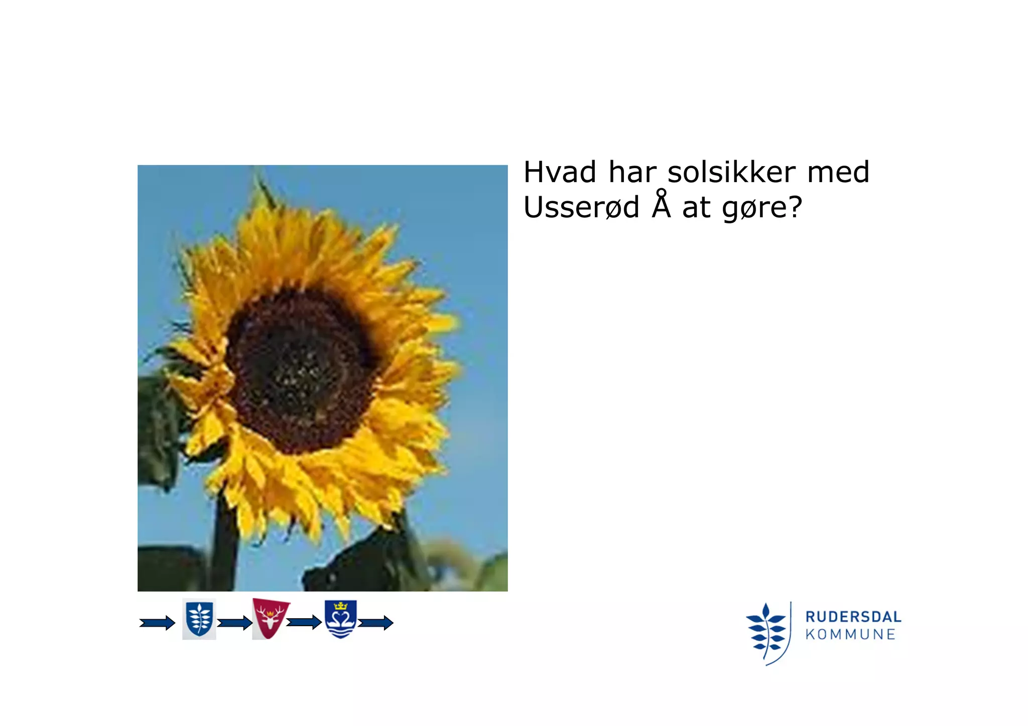Hvad har solsikker med
Usserød Å at gøre?
 