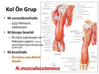 Kol Ön Grup
• M.coracobrachialis
– Kola fleksiyon,
adduksiyon
• M.biceps brachii
– Ön kola supinasyon ve
fleksiyon yaptırır. Ayrıca
caput longum kolun fleksiyonuna
yardımcıdır.
• M.brachialis
– Ön kolun esas fleksör
kasıdır.
N.musculocutaneus
 