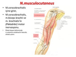 N.musculocutaneus
• M.coracobrachialis
içine girer,
• M.coracobrachialis,
m.biceps brachii ve
m. brachialis’in
(Fleksörler) motor
inervasyonu.
• Önkol dışyan bölümünde
n.cutaneus antebrachii lateralis
olarak uzanır.
 