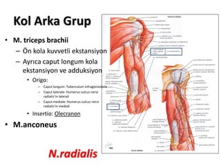 Kol Arka Grup
• M. triceps brachii
– Ön kola kuvvetli ekstansiyon
– Ayrıca caput longum kola
ekstansiyon ve adduksiyon
• Origo:
– Caput longum: Tuberculum infraglenoidale
– Caput laterale: Humerus sulcus nervi
radialis’in laterali
– Caput mediale: Humerus sulcus nervi
radialis’in mediali
• Insertio: Olecranon
• M.anconeus
N.radialis
 