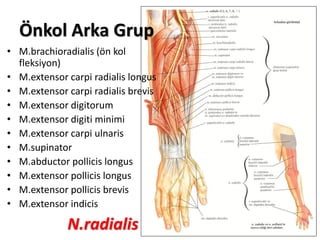 Önkol Arka Grup
• M.brachioradialis (ön kol
fleksiyon)
• M.extensor carpi radialis longus
• M.extensor carpi radialis brevis
• M.extensor digitorum
• M.extensor digiti minimi
• M.extensor carpi ulnaris
• M.supinator
• M.abductor pollicis longus
• M.extensor pollicis longus
• M.extensor pollicis brevis
• M.extensor indicis
N.radialis
 