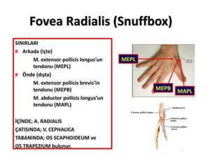 Fovea Radialis (Snuffbox)
 