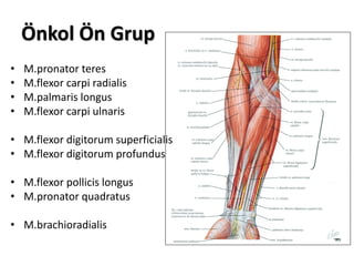 Önkol Ön Grup
• M.pronator teres
• M.flexor carpi radialis
• M.palmaris longus
• M.flexor carpi ulnaris
• M.flexor digitorum superficialis
• M.flexor digitorum profundus
• M.flexor pollicis longus
• M.pronator quadratus
• M.brachioradialis
 