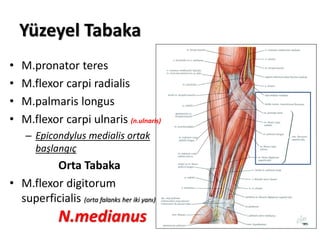 Yüzeyel Tabaka
• M.pronator teres
• M.flexor carpi radialis
• M.palmaris longus
• M.flexor carpi ulnaris (n.ulnaris)
– Epicondylus medialis ortak
başlangıç
Orta Tabaka
• M.flexor digitorum
superficialis (orta falanks her iki yanı)
N.medianus
 