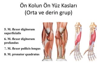 Ön Kolun Ön Yüz Kasları
(Orta ve derin grup)
5. M. flexor digitorum
superficialis
6. M. flexor digitorum
profundus
7. M. flexor pollicis longus
8. M. pronator quadratus
 