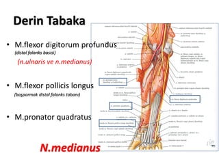 Derin Tabaka
• M.flexor digitorum profundus
(distal falanks basisi)
(n.ulnaris ve n.medianus)
• M.flexor pollicis longus
(başparmak distal falanks tabanı)
• M.pronator quadratus
N.medianus
 