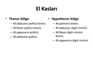El Kasları
• Thenar bölge:
– M.abductor pollicis brevis
– M.flexor pollicis brevis
– M.opponens pollicis
– M.adductor pollicis
• Hypothenar bölge
– M.palmaris brevis
– M.abductor digiti minimi
– M.flexor digiti minimi
brevis
– M.opponens digiti minimi
 