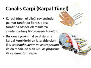 Canalis Carpi (Karpal Tünel)
• Karpal tünel, el bileği seviyesinde
palmar tarafında fibröz, dorsal
tarafında osseöz elemanlarca
sınırlandırılmış fibro-osseöz tüneldir.
• Bu kanalı proksimal ve distal sıra
karpal kemiklerin en lateralde olan
ikisi os scaphoideum ve os trapezium
ile en medialde olan ikisi os pisiforme
ile os hamatum yapar.
 