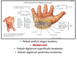 • Fleksör pollicis longus tendonu
• Median sinir
• Fleksör digitorum superficialis tendonları
• Fleksör digitorum profundus tendonları
 