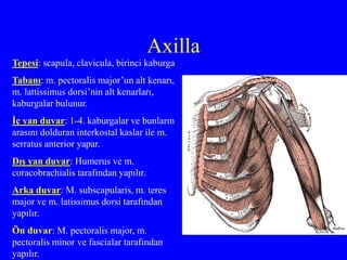 Axilla
Tepesi: scapula, clavicula, birinci kaburga
Tabanı: m. pectoralis major’un alt kenarı,
m. lattissimus dorsi’nin alt kenarları,
kaburgalar bulunur.
İç yan duvar: 1-4. kaburgalar ve bunların
arasını dolduran interkostal kaslar ile m.
serratus anterior yapar.
Dış yan duvar: Humerus ve m.
coracobrachialis tarafından yapılır.
Arka duvar: M. subscapularis, m. teres
major ve m. latissimus dorsi tarafından
yapılır.
Ön duvar: M. pectoralis major, m.
pectoralis minor ve fascialar tarafından
yapılır.
 