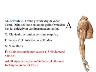 M. deltoideus: Omuz yuvarlaklığını yapan
kastır. Delta şeklinde anlamına gelir. Omuzdan
kas içi enjeksiyon yapılmasında kullanılır.
O: Clavicula, acromion ve spina scapulae
I: humerus’teki tuberositas deltoidea
S: N. axillaris
F: Kolun esas abduktor kasıdır (15-90 dereceyi
yaptırır)
Addüksiyon hariç, kolun bütün hareketlerinde
fonksiyon gören tek kastır
 