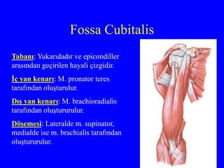Fossa Cubitalis
Tabanı: Yukarıdadır ve epicondiller
arasından geçirilen hayali çizgidir.
İç yan kenarı: M. pronator teres
tarafından oluşturulur.
Dış yan kenarı: M. brachioradialis
tarafından oluştururulur.
Döşemesi: Lateralde m. supinator,
medialde ise m. brachialis tarafından
oluştururulur.
 