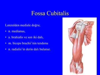 Fossa Cubitalis
Lateralden mediale doğru;
• n. medianus,
• a. brahialis ve son iki dalı,
• m. biceps brachii’nin tendonu
• n. radialis’in derin dalı bulunur.
 
