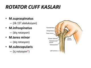 ROTATOR CUFF KASLARI
• M.supraspinatus
– (ilk 150 abduksiyon)
• M.infraspinatus
– (dış rotasyon)
• M.teres minor
– (dış rotasyon)
• M.subscapularis
– (iç rotasyon*)
 